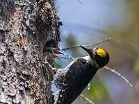 U0U1856c  Black-backed Woodpecker (Picoides arcticus) -  male feeding juvenile male in nest